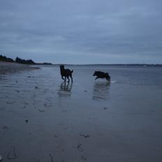 Blanding af racer Bundy