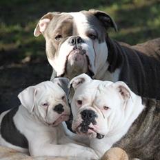 Olde english bulldogge Angeleyes Bounty 