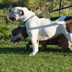 Olde english bulldogge Angeleyes Bounty 