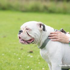 Olde english bulldogge Angeleyes Bounty 