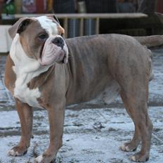 Olde english bulldogge Angeleyes Cherokee/ Herkus 