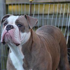 Olde english bulldogge Angeleyes Cherokee/ Herkus 