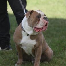 Olde english bulldogge Angeleyes Cherokee/ Herkus 