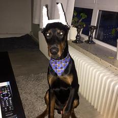 Dobermann Ben 