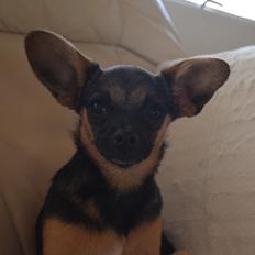 Blanding af racer Ebba (tidligere hund - forældres nu)