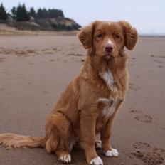 Nova scotia duck tolling retriever Springer Nova's Savanna Of Deye