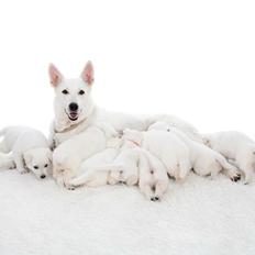 Hvid Schweizisk Hyrdehund Ayla HOTWS