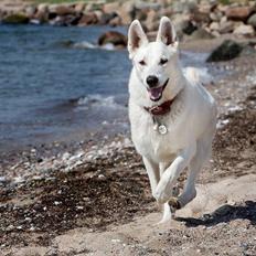 Hvid Schweizisk Hyrdehund Ayla HOTWS