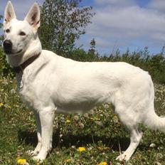 Hvid Schweizisk Hyrdehund Ayla HOTWS