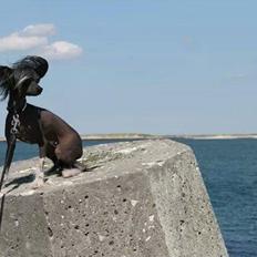 Chinese crested hårløs Akina 