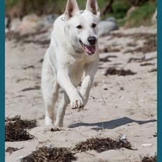 Hvid Schweizisk Hyrdehund BeDaBlanco Crazy Conrad