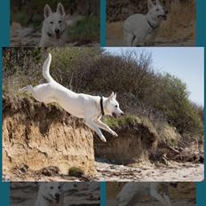 Hvid Schweizisk Hyrdehund BeDaBlanco Crazy Conrad