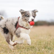 Border collie Chloe lights up like a sunshine valmar