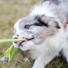 Border collie Chloe lights up like a sunshine valmar