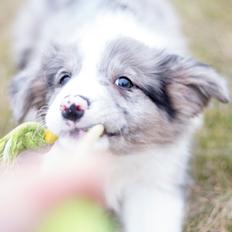 Border collie Chloe lights up like a sunshine valmar