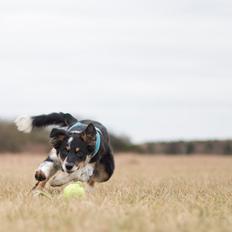 Border collie Peanut