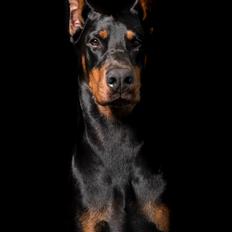 Dobermann Tahi-réme Nikon / Nooka