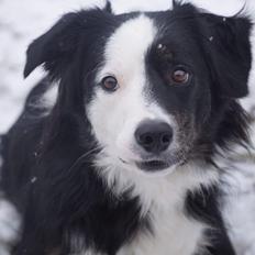 Border collie Tony