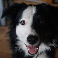 Border collie Tony
