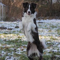 Border collie Pi