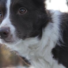 Border collie Pi