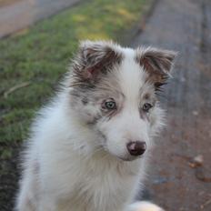 Border collie Low-key