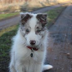 Border collie Low-key