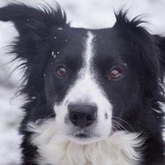Border collie Tanya