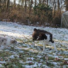 Border collie Low-key