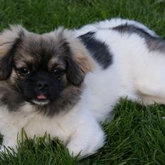 Tibetansk spaniel Emmi