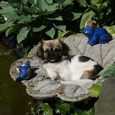 Tibetansk spaniel Emmi