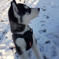 Siberian husky Kenya