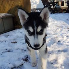 Siberian husky Kenya