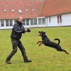 Rottweiler Herman 