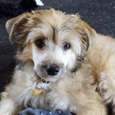 Chinese crested powder puff Kato