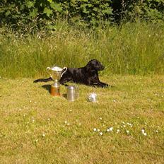 Labrador retriever Høstemark Pixie (Trine)