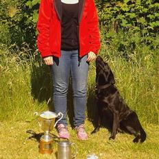 Labrador retriever Høstemark Pixie (Trine)