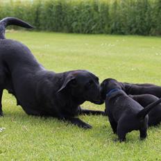 Labrador retriever Høstemark Pixie (Trine)