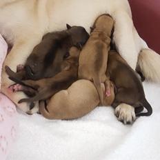 Blanding af racer Transformers Ironhide 