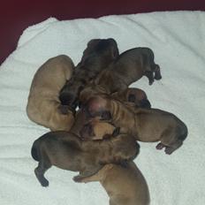 Blanding af racer Transformers Ironhide 