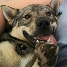 Västgötaspids Fenris - Clasus Njald