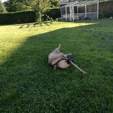 Västgötaspids Fenris - Clasus Njald