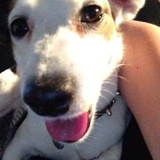 Jack russell terrier Manglekærvejen's Bella <3