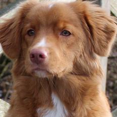 Nova scotia duck tolling retriever Springer Nova's Savanna Of Deye