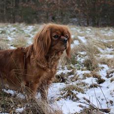 Cavalier king charles spaniel Canidan's Dare me (Maia)