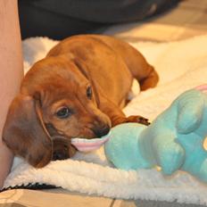 Dværggravhund Adeltands Jingle Bell Rock