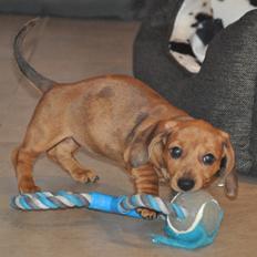 Dværggravhund Adeltands Jingle Bell Rock