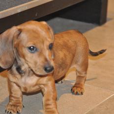 Dværggravhund Adeltands Jingle Bell Rock