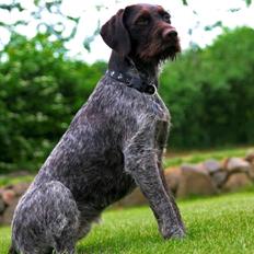 Ruhåret hønsehund Kærholt Lis (Allie)