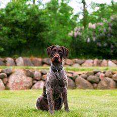 Ruhåret hønsehund Kærholt Lis (Allie)
